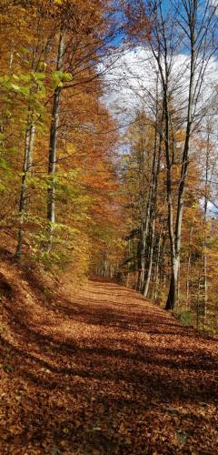 a dirt road in a forest with leaves on the ground at Prázdninový byt Lýdia in Lopej