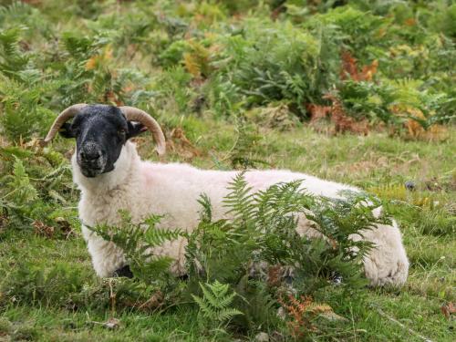 a ram with horns standing in a field of grass at Heathfield in Taunton