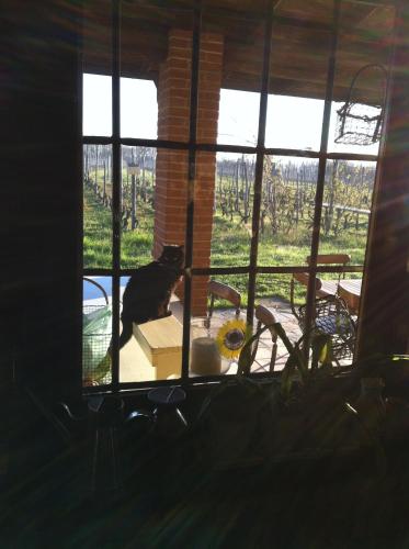 a cat sitting on a box in a window at Cascina La Maddalena Bed & Wine in Rocca Grimalda