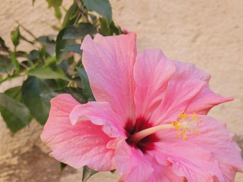 a pink flower in front of a wall at مون لايت Moon Light Villa in ‘Ezbet Sa‘dî Mugâwir