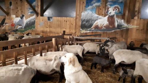 a group of sheep in a barn with a dog at Noclegi u Klintona in Podwilk