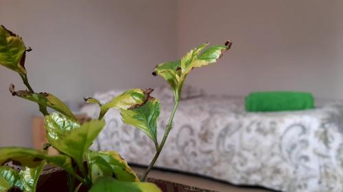 eine Pflanze vor einem Bett in einem Zimmer in der Unterkunft Habitación privada cama doble baño compartido in Bogotá