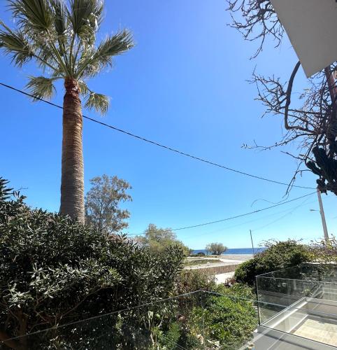 a palm tree in front of the beach at Lissos Rooms Sougia in Sougia