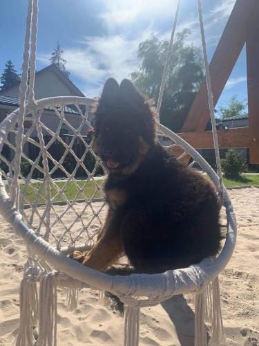 a small black dog sitting in a swing at MIĘDZY NAMI domki nad jeziorem in Kołczewo