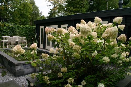 a bush with white flowers in front of a tiny house at B&B Gaasterland in Harich