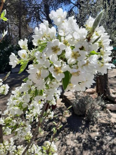 a bunch of white flowers on a tree at Casa rural "Garnacha de Borja" guest home in Borja