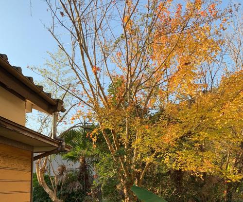 un árbol con hojas coloridas delante de una casa en HOSHIYAMA B extra for pets - Vacation STAY 13934v en Fujinomiya