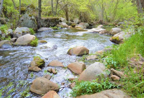 um riacho de água com pedras numa floresta em Trout River Cabin - Secluded Riverfront Adventure 