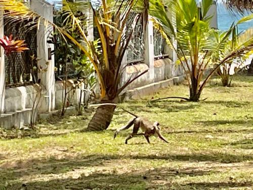 a monkey running in the grass near a house at Isana Beach House in Tangalle