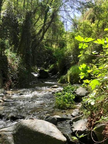 a stream of water with rocks and trees at Riverside Suite in Kalopanayiotis