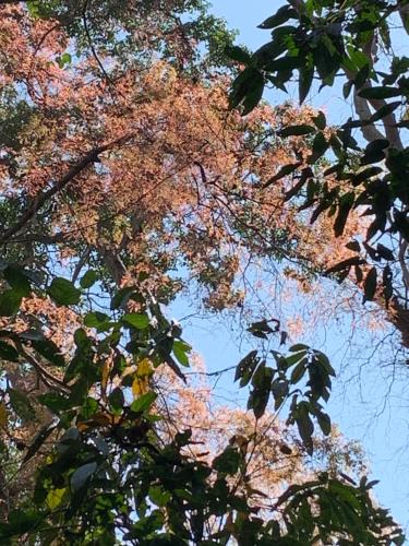 a tree with colorful leaves in front of the sky at Gibbon Singing Home Stay in Quan Tom