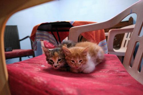 two kittens sitting on top of a red chair at Riad Nerja in Chefchaouene