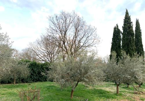 a group of trees in a field with grass at Oltre la Siepe Apartment in Nepi