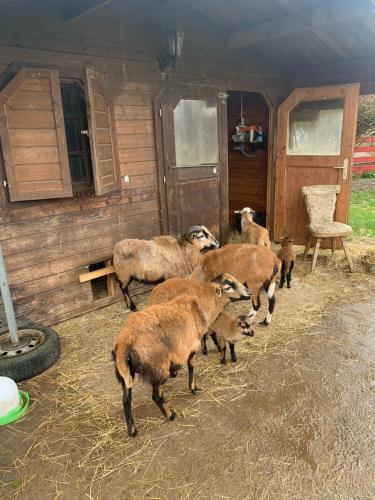 a herd of sheep standing outside of a cabin at Ferienhaus Spielburg in Altötting