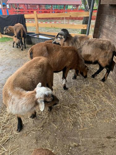 a group of animals eating hay in a pen at Ferienhaus Spielburg in Altötting
