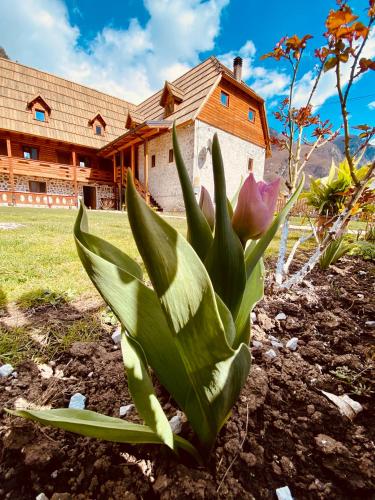 a plant in a yard in front of a house at Guesthouse Prrockaj Theth in Theth