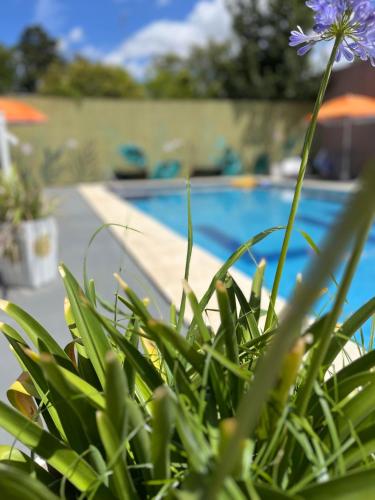 Swimmingpoolen hos eller tæt på Lujan Homes