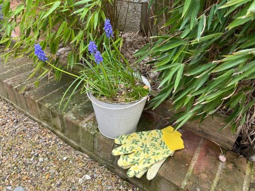 a glove is sitting next to a potted plant at Whitstable The Jolly in Whitstable