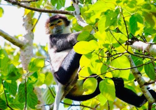a bird is sitting on a tree branch at Gibbon Singing Home Stay in Quan Tom