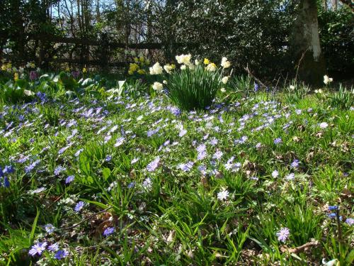 a field of purple and white flowers in the grass at White Lodge B&B in Cooksbridge