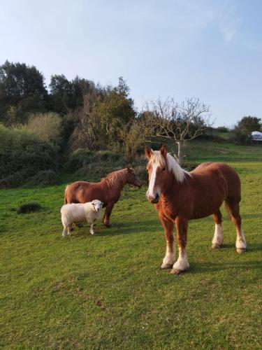 two horses and a sheep standing in a field at Glamping Quintana in Gijón