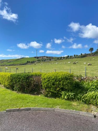 a herd of sheep grazing in a field with a fence at Bungalow by the sea in Gortgarriff