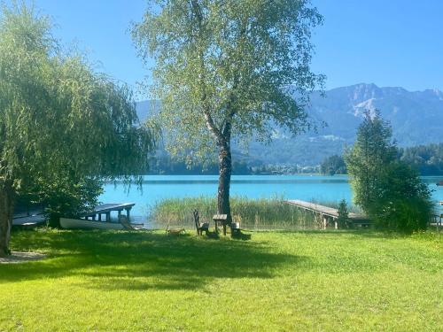 a tree sitting in the grass next to a lake at Seechalet Faaker See in Drobollach am Faakersee
