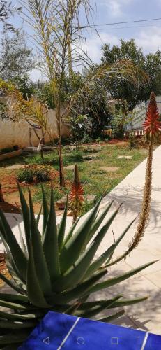 a green succulent plant next to a sidewalk at Villa Sunshine in Triscina