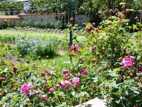 a garden filled with pink roses in a yard at Gîte de charme en Auvergne, cour fermée, jardins privés, BBQ, babyfoot, proche St Jacques de Compostelle - FR-1-582-232 in Saint-Georges-Lagricol