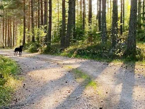 a dog walking down a dirt road in a forest at 5 person holiday home in GAMLEBY-By Traum in Gamleby