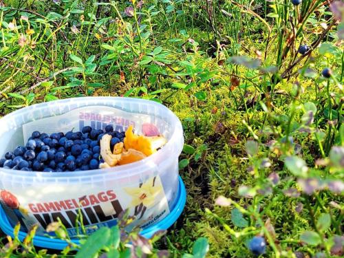 a plastic container filled with fruit in the grass at 5 person holiday home in GAMLEBY-By Traum in Gamleby