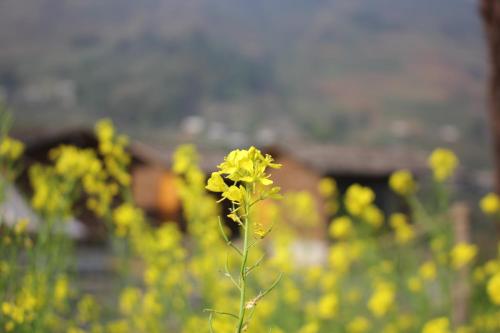 a yellow flower in a field of yellow flowers at S Plus Bungalow in Sa Pa