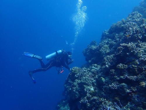 a person swimming in the ocean next to a reef at Love's Beach & Dive Resort in Moalboal