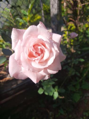 a pink rose is growing in a garden at Sitha's Heaven in Ella