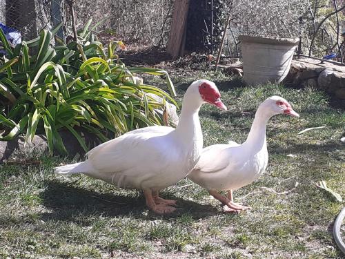 two white ducks are walking in the grass at Gite du Prinas in Gréolières
