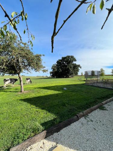 two cows grazing in a field with a tree at Gîte Le Domaine Des Faluns in Le Quiou