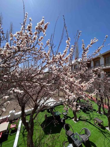 a tree with pink flowers in a park with benches at zikzik holidays in Leh