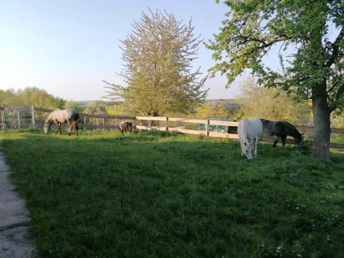 three horses grazing in a field next to a fence at Sinnes Wandel Hof Serka in Grimma