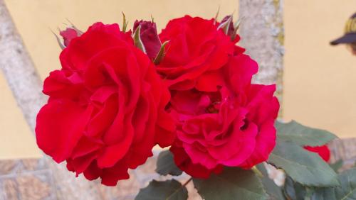 um grupo de rosas vermelhas sentadas ao lado de uma parede em Recanto Varandas Guararema em Guararema