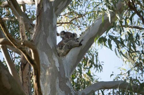 a koala sitting in the top of a tree at Tranquil Escape - Koala Hotspot - 2 Bed 2 Bath Apt Spectacular Sea Views in Soldiers Point