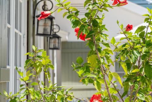 un oiseau rouge perché au sommet d'une brousse avec des fleurs dans l'établissement 215 Spring Avenue Home, à Anna Maria