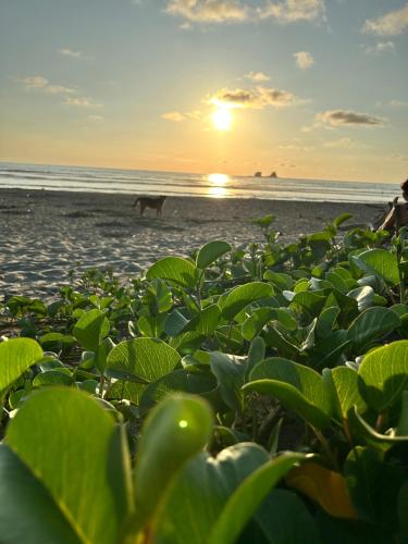 a dog walking on the beach with a plant at ROOM AYAMPE - La Casa de Eros in Ayampe