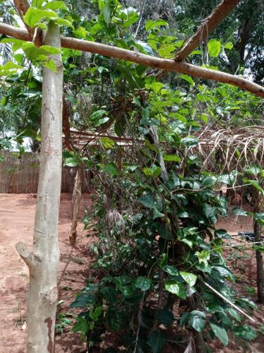 a tree with green leaves next to a fence at Glamping Lakeview Ouidah in Gakpé