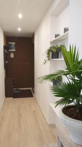 a hallway with a potted plant in a room at City Center Turu str apartments, parking, Tartu Home in Tartu
