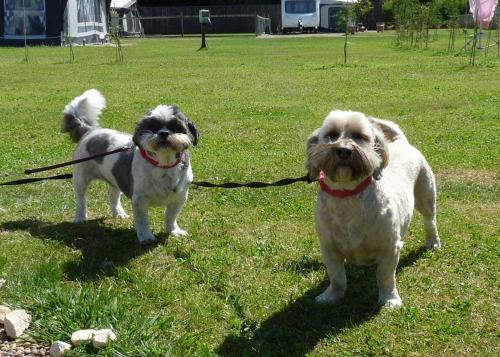 dos perros con correas parados en la hierba en Stream Valley Holiday Park en Penzance