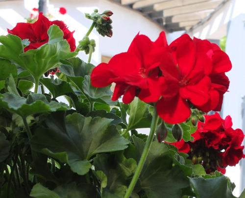 a group of red flowers in a vase at Muskátli Vendégház in Szeged