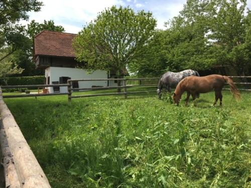 two horses grazing in the grass in a field at Ferienhaus Troadkasten - Familie Friedrich in Bad Waltersdorf