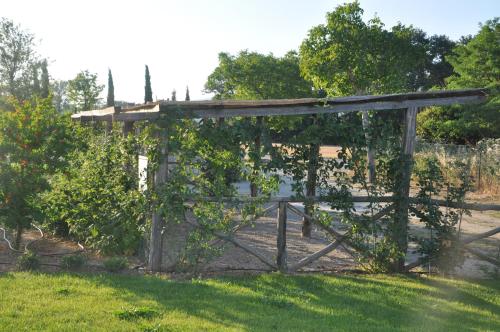 a pergola covered in vines in a garden at Ca' Matra in Lama