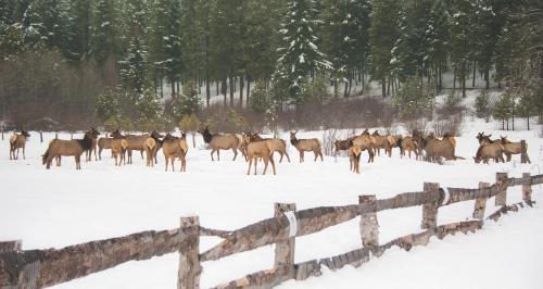 a herd of deer standing in a snow covered field at Suncadia Lodge Studio Unit in Cle Elum