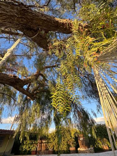 a tree with branches and leaves on it at Villa Primofiore di Vendicari in La Banca